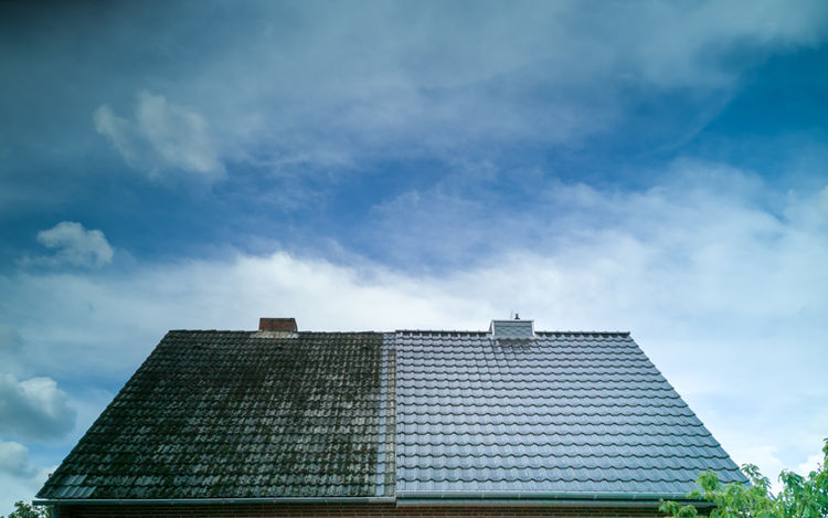 Growths Under Open Sky